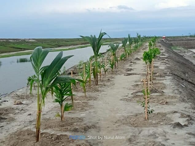 Afforestation along the Bhasan Char embankment